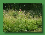 Herentals-Tielen 066